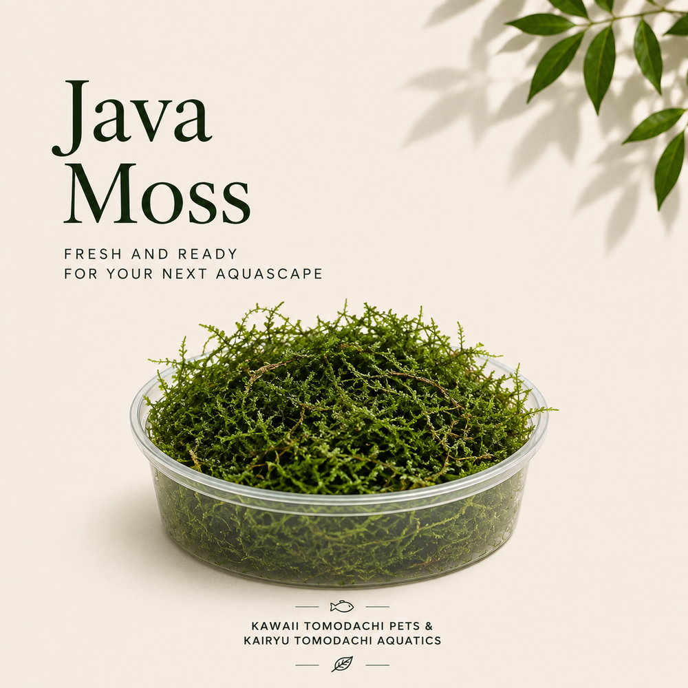 Java Moss (Taxiphyllum barbieri) Live Aquarium Plant