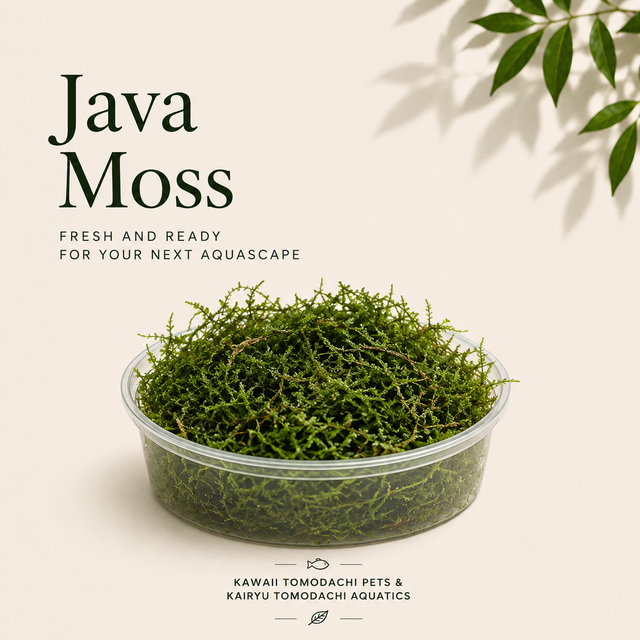 Java Moss (Taxiphyllum barbieri) Live Aquarium Plant