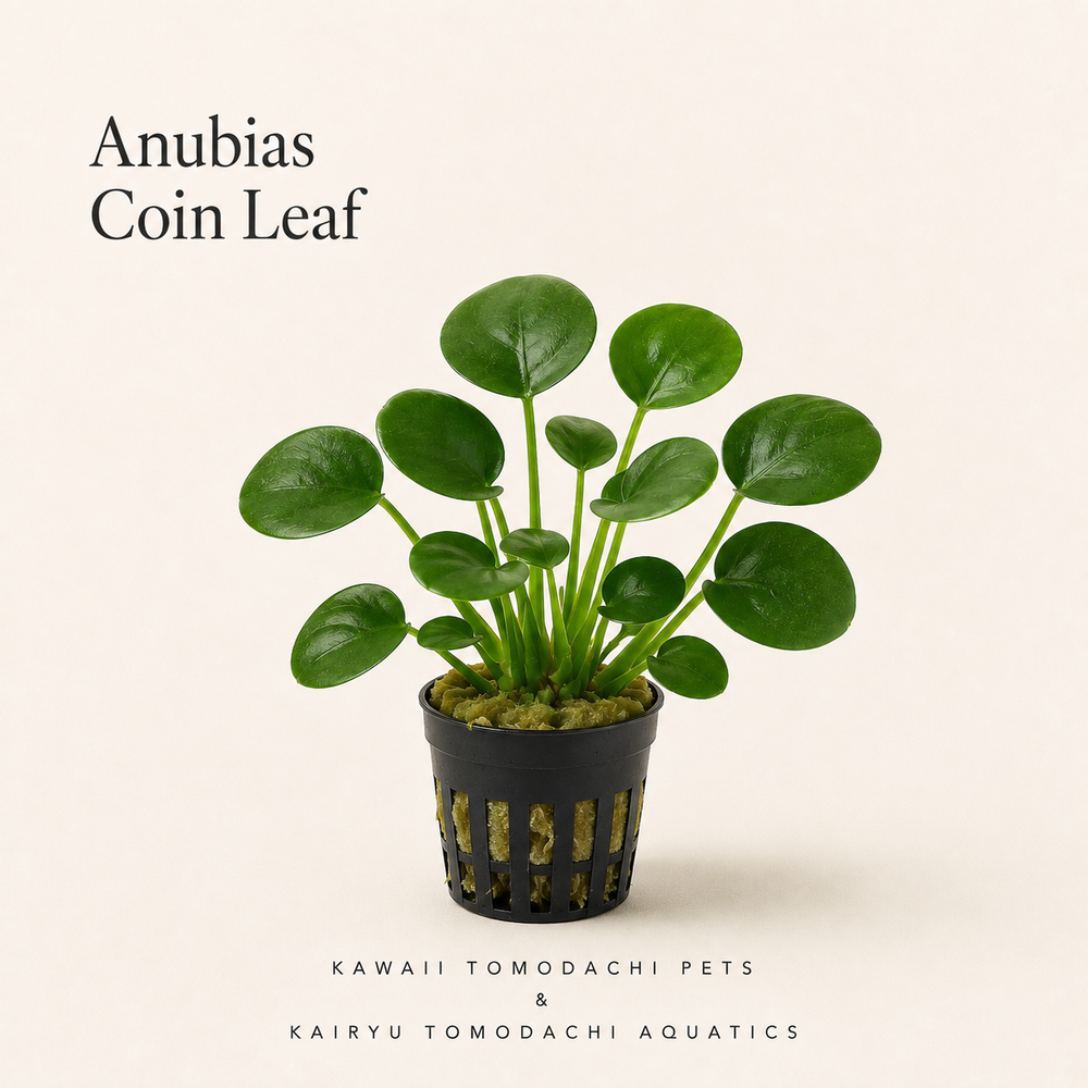 Anubias Mini Coin Live Aquarium Plant