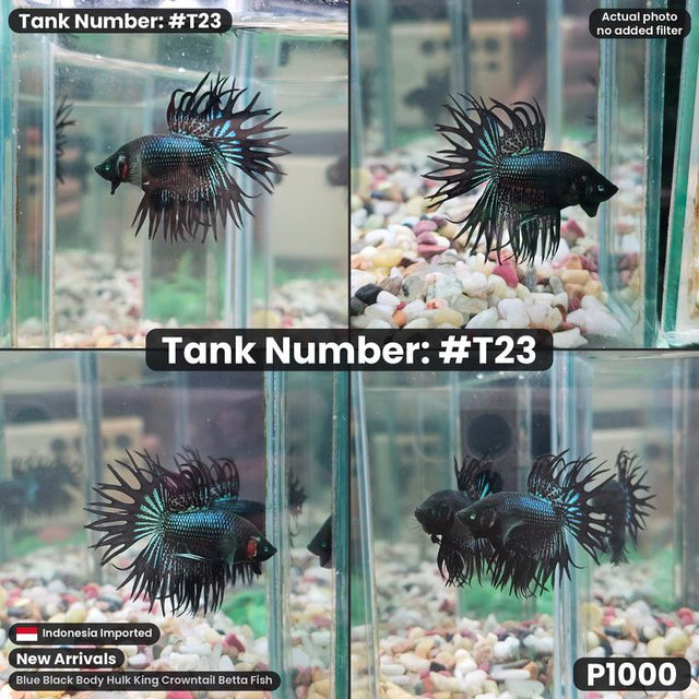 T23 - Male King Crowntail