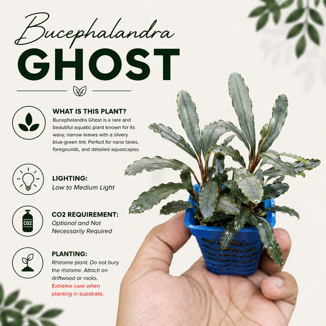 Bucephalandra 'Ghost' Live Aquarium Plant