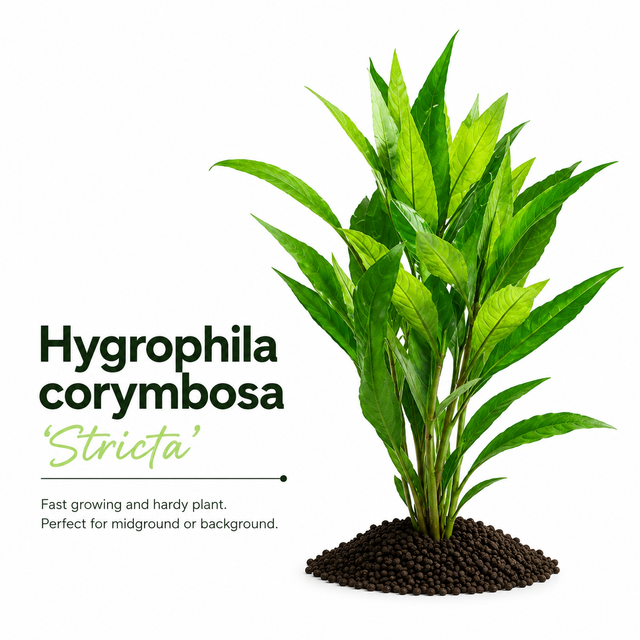 Hygrophila Corymbosa 'Stricta' Live Plant Bundle
