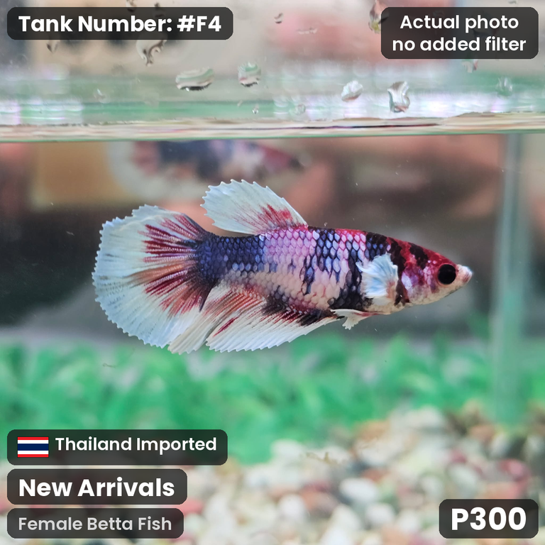 F4 · Female Betta Fish
