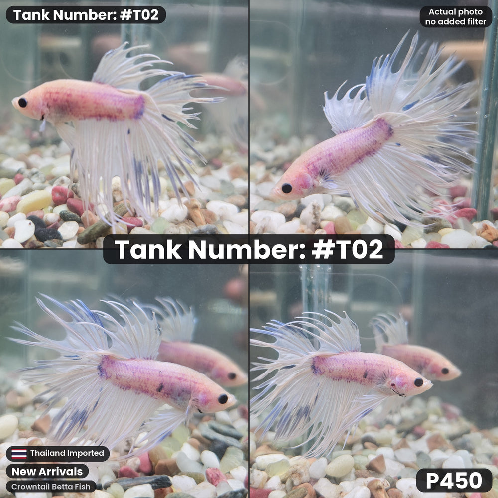 T02 Crowntail Betta Fish