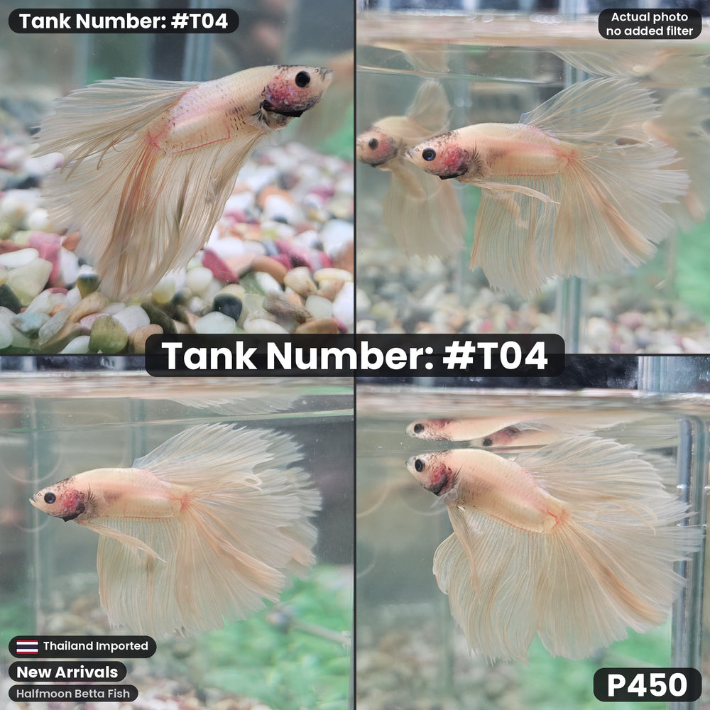 T04 Halfmoon Betta Fish