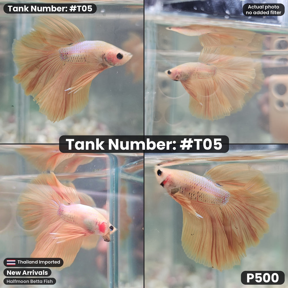 T05 Halfmoon Betta Fish