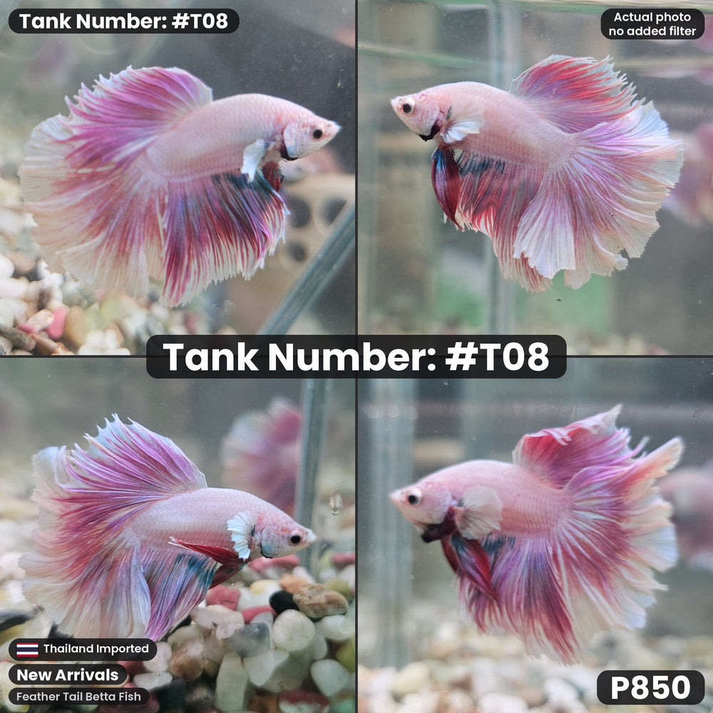 T08 Feather Tail Betta Fish