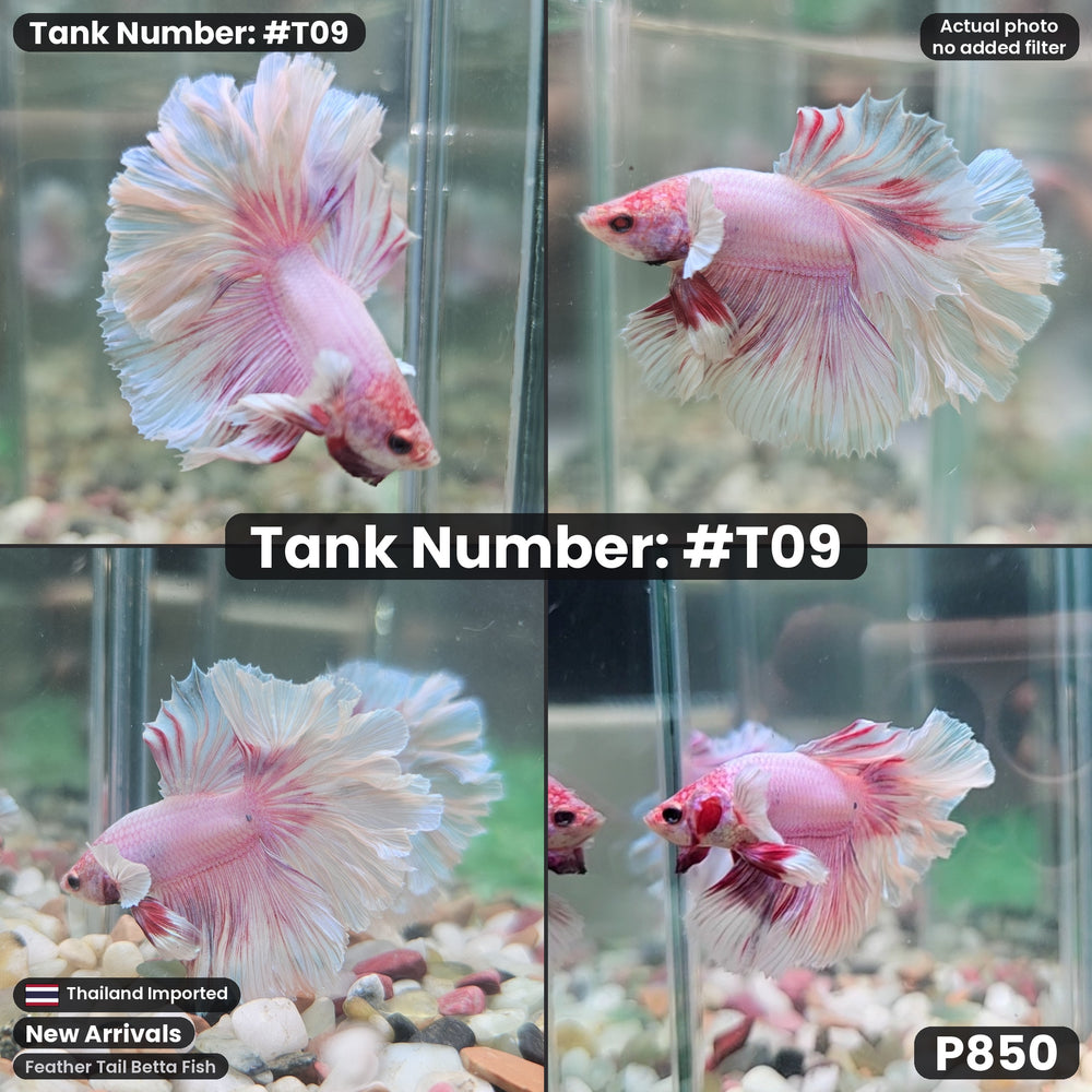 T09 Feather Tail Betta Fish