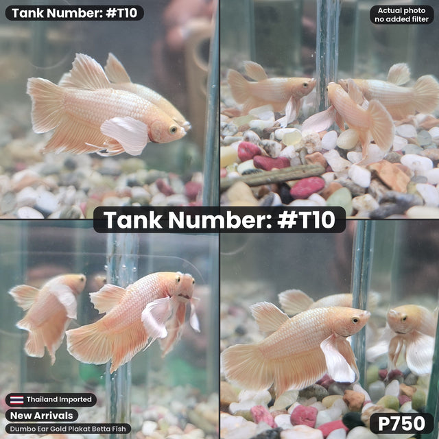 T10 - Male Dumbo Ear Gold Plakat