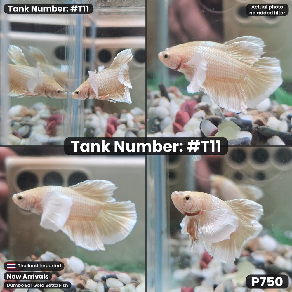 T11 Dumbo Ear Gold Betta Fish
