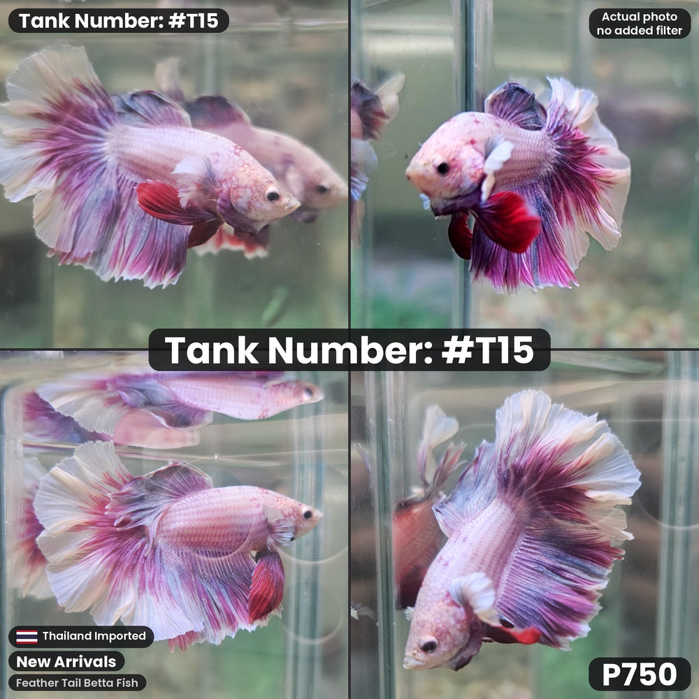 T15 Feather Tail Betta Fish