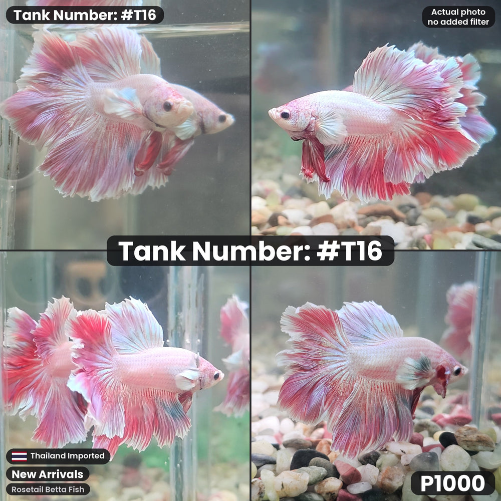T16 Rosetail Betta Fish