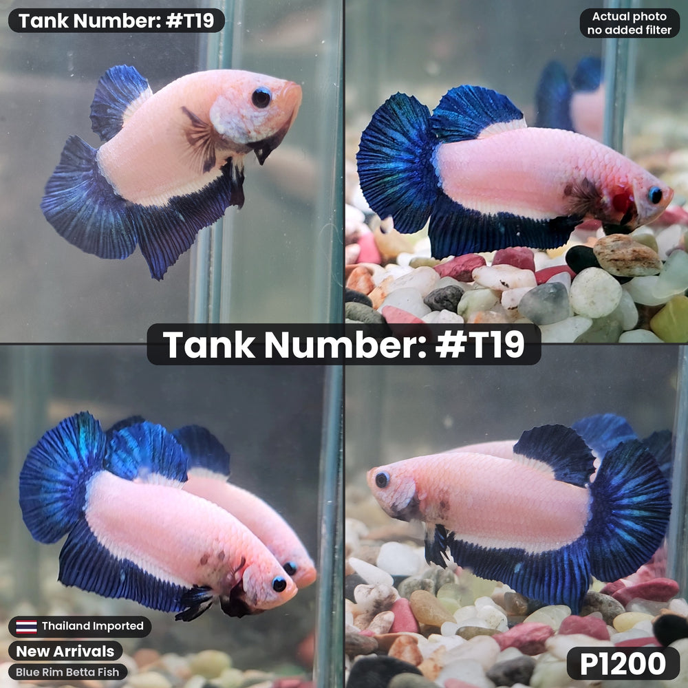 T19 Blue Rim Betta Fish