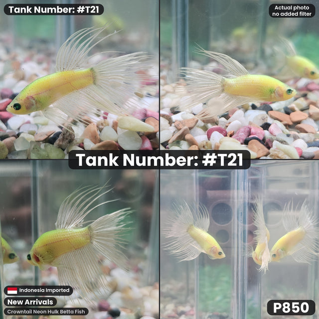 T21 - Male Crowntail Neon Hulk