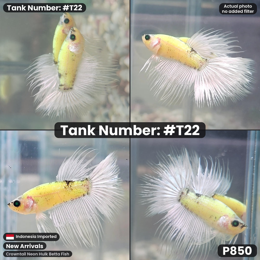 T22 Crowntail Neon Hulk Betta Fish
