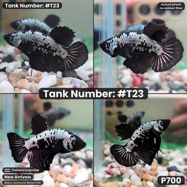 T23 - Male Black Samurai