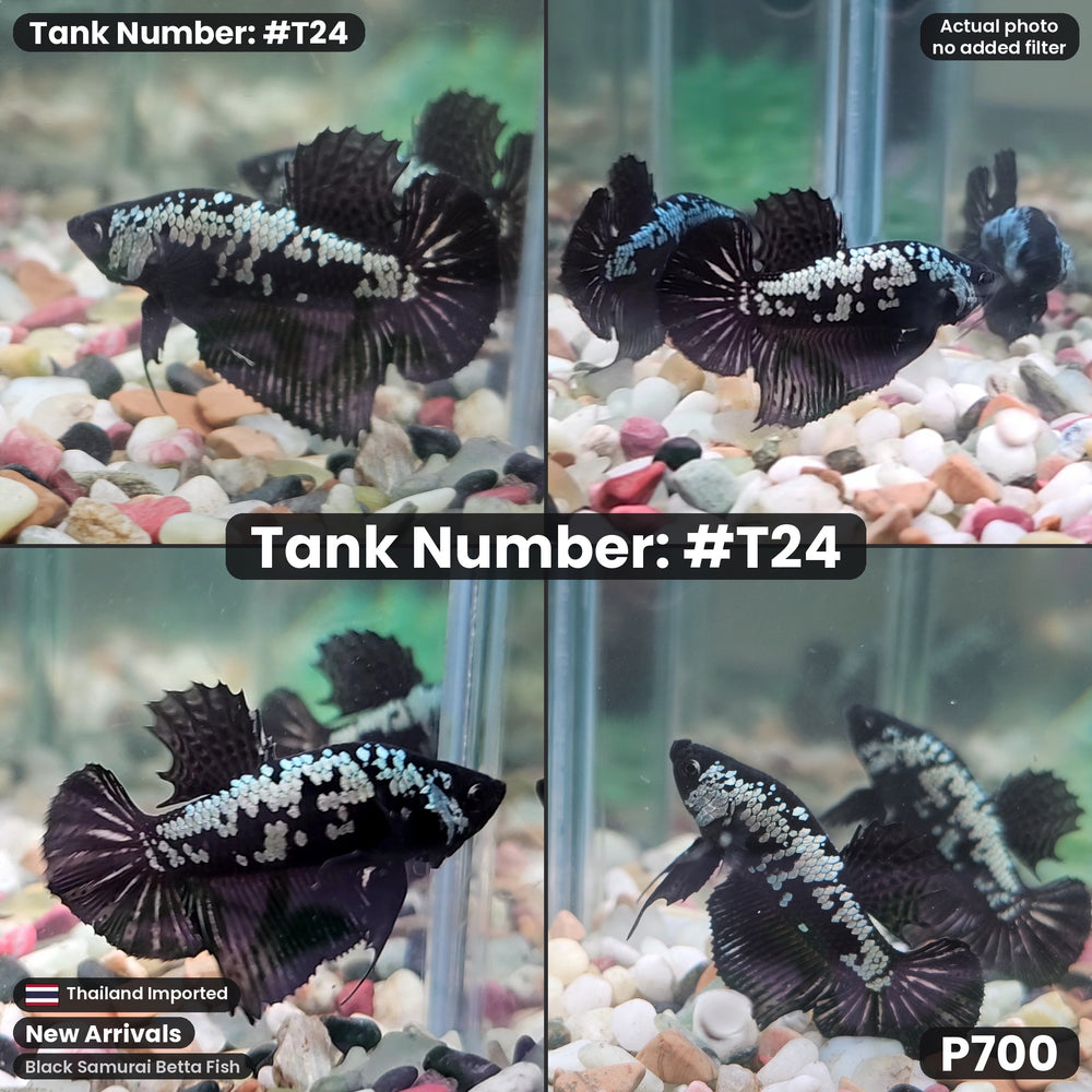 T24 Black Samurai Betta Fish