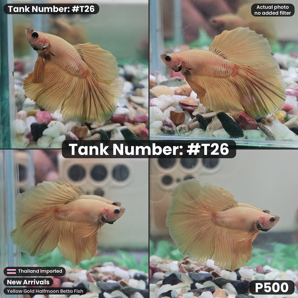 T26 Yellow Gold Halfmoon Betta Fish