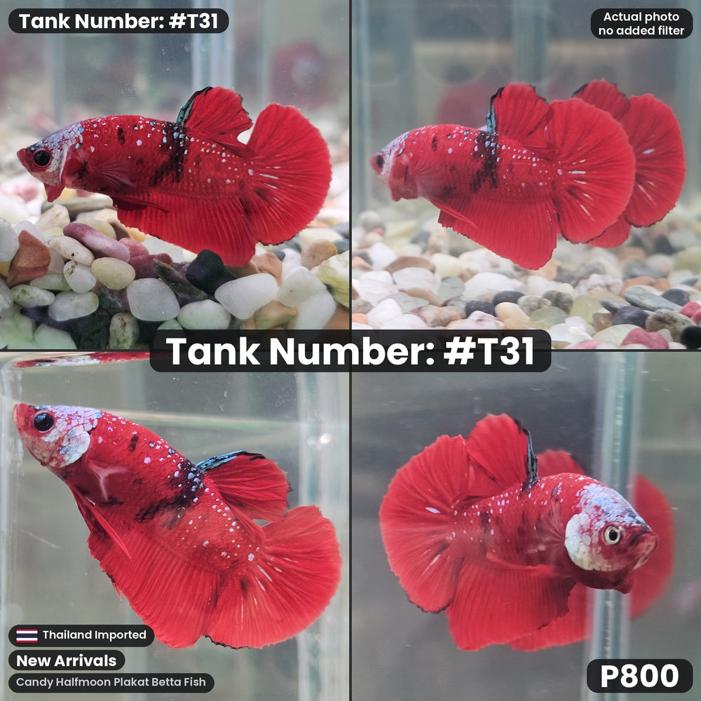T31 Candy Halfmoon Plakat Betta Fish