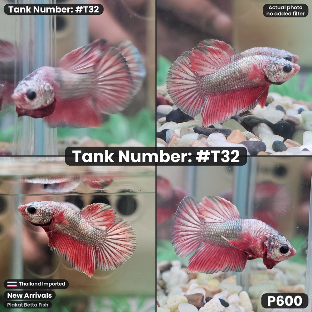 T32 Plakat Betta Fish