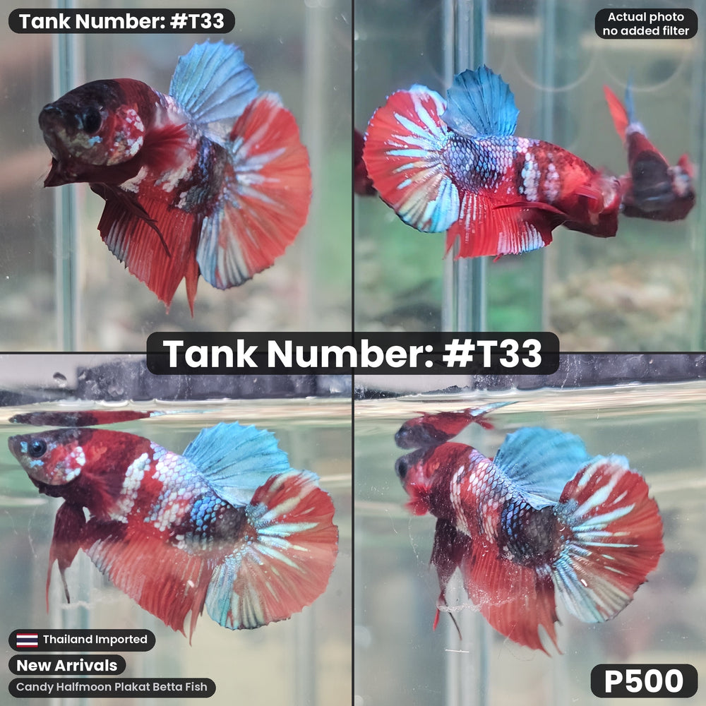 T33 Candy Halfmoon Plakat Betta Fish