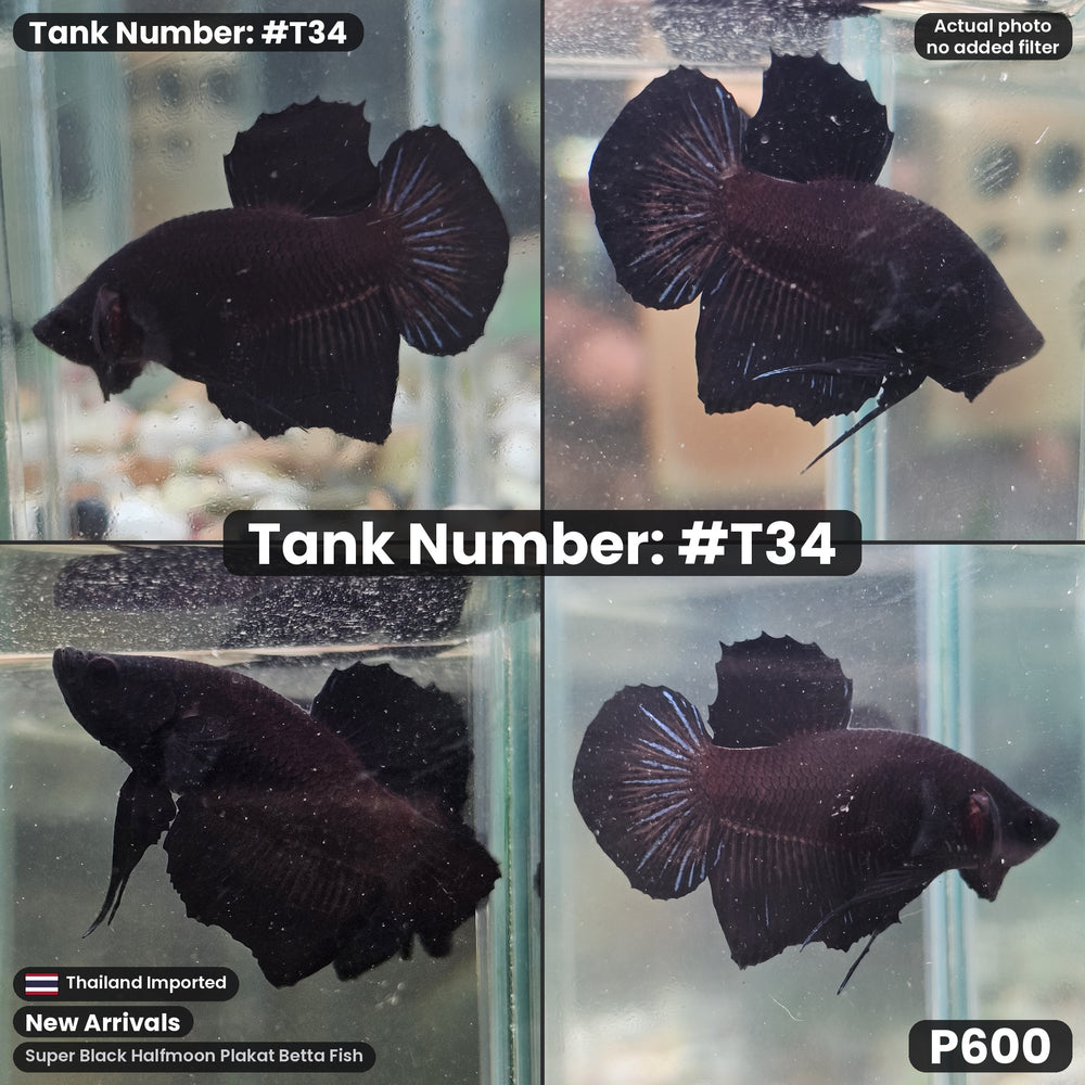 T34 Male Super Black Halfmoon Plakat Betta Fish
