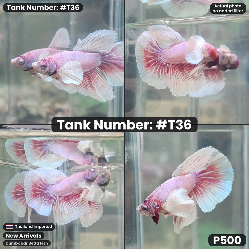 T36 Dumbo Ear Betta Fish