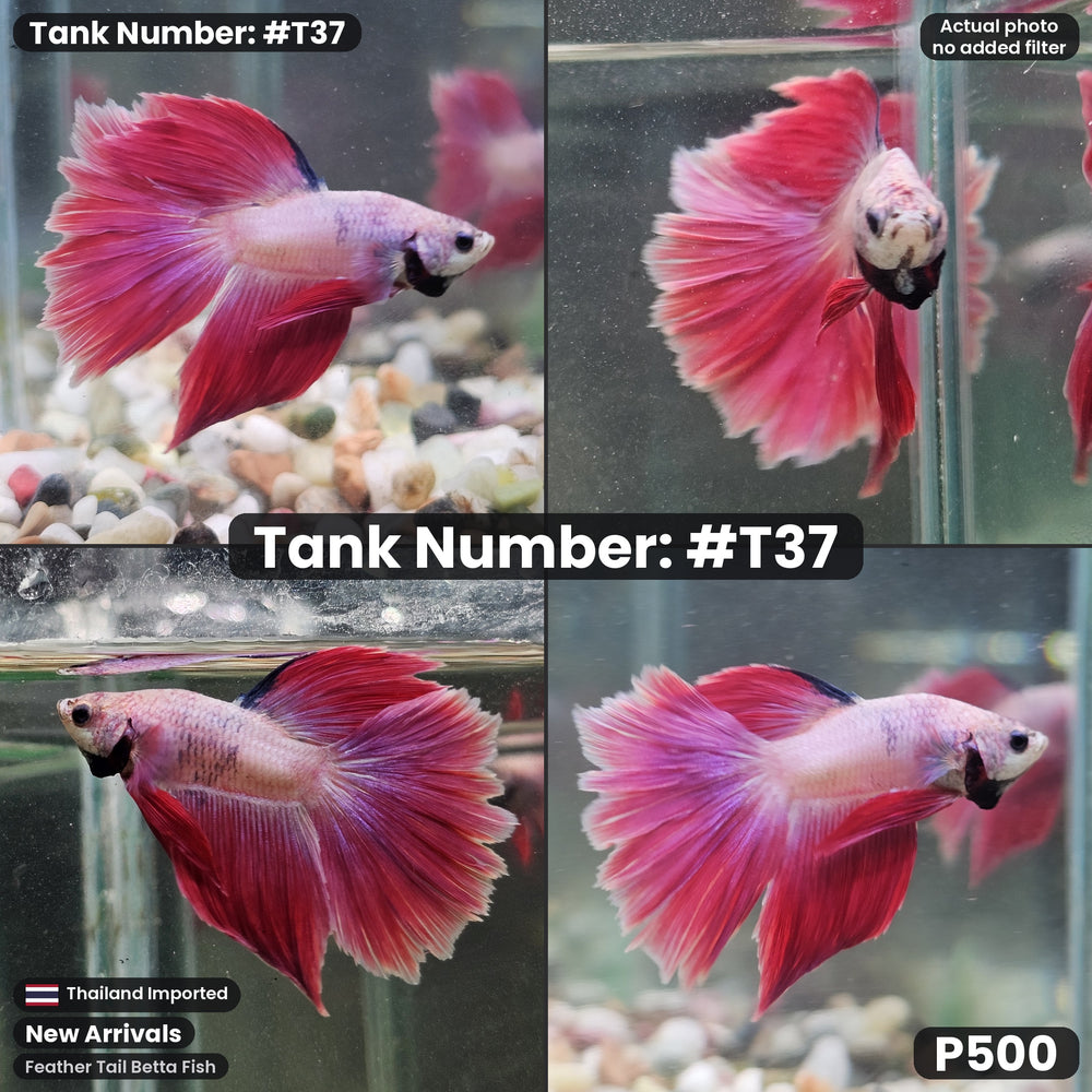 T37 Male Feather Tail Betta Fish