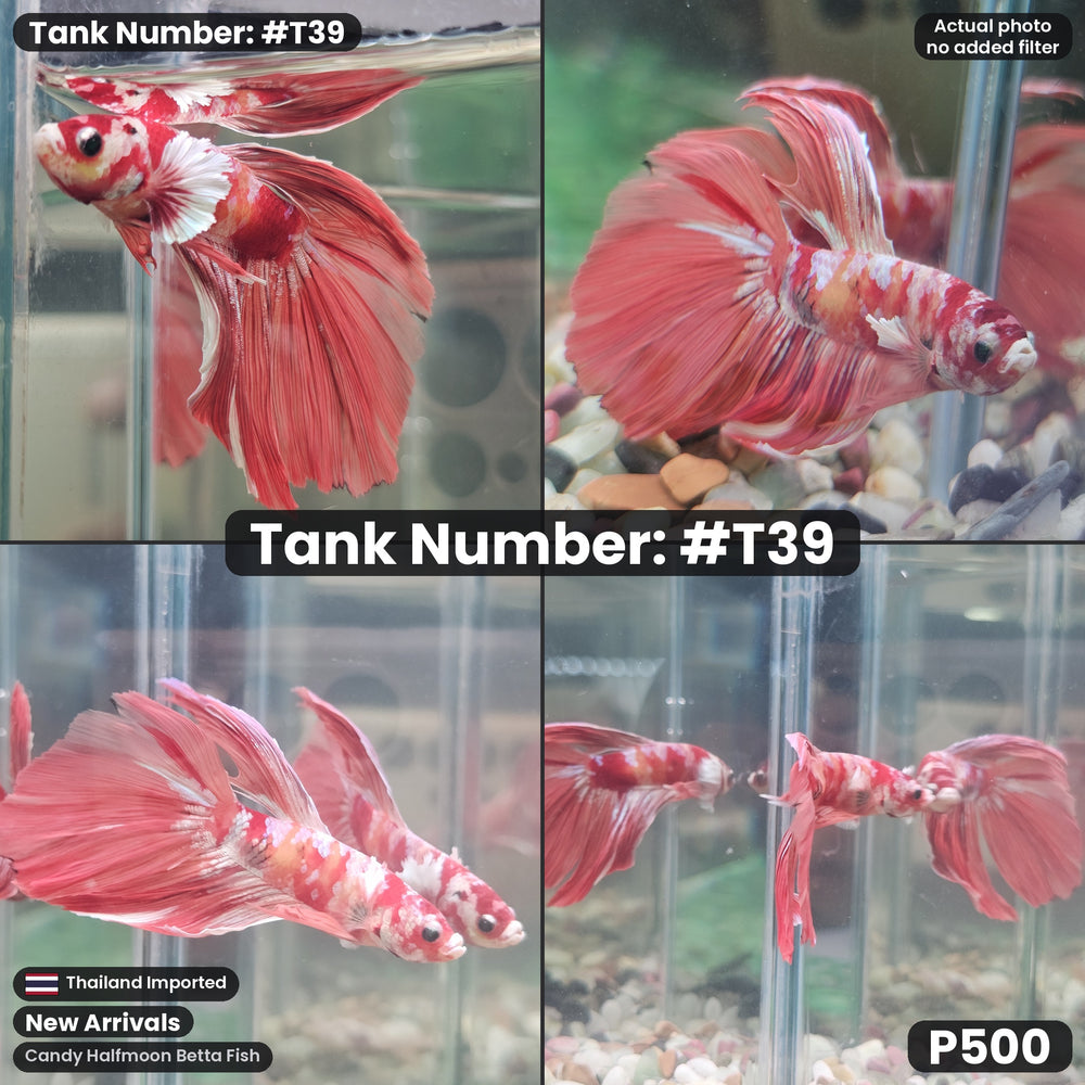 T39 Male Candy Halfmoon Betta Fish
