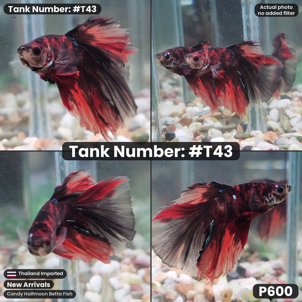 T43 Male Candy Halfmoon Betta Fish