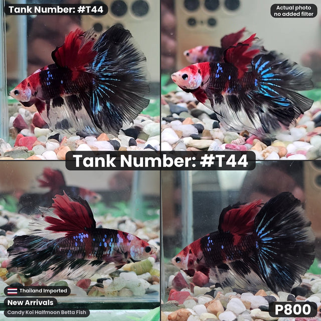 T44 - Male Candy Koi Halfmoon