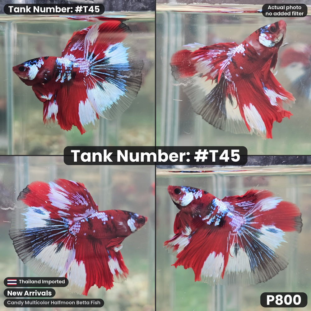 T45 Male Candy Multicolor Halfmoon Betta Fish