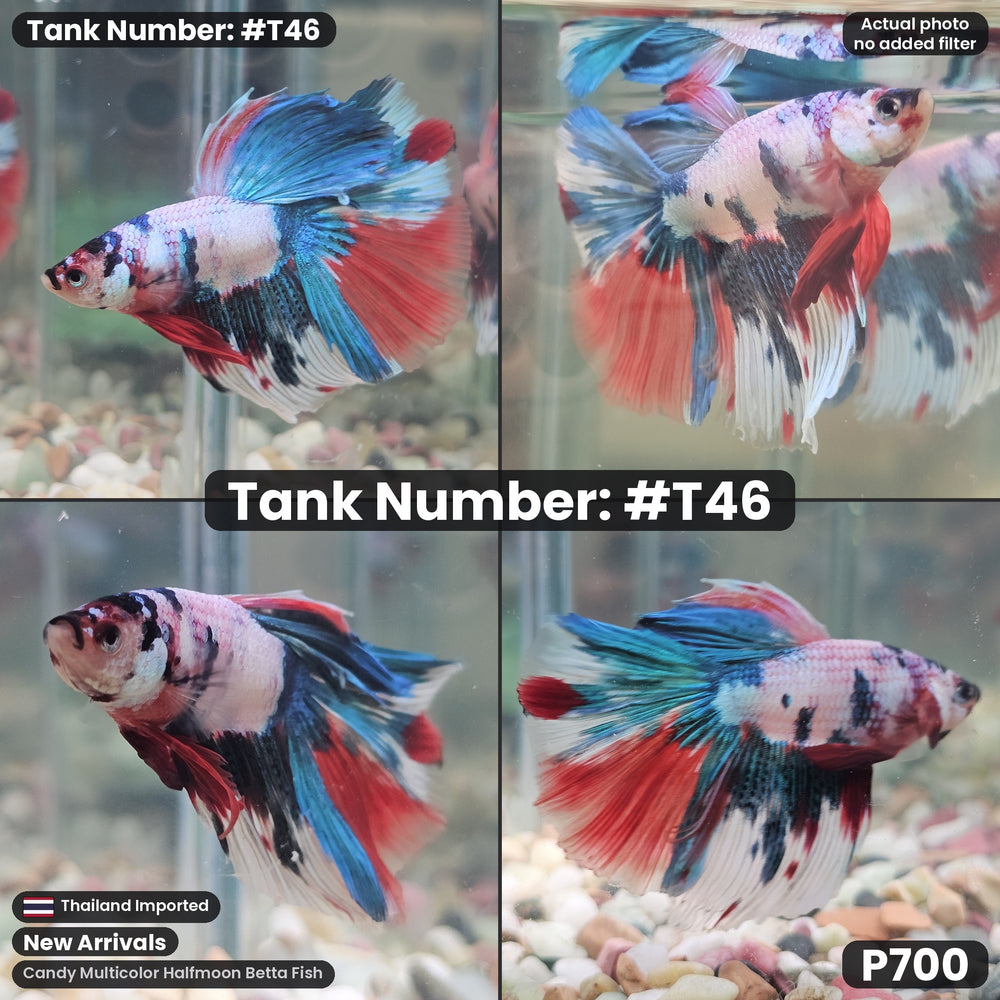 T46 Male Candy Multicolor Halfmoon Betta