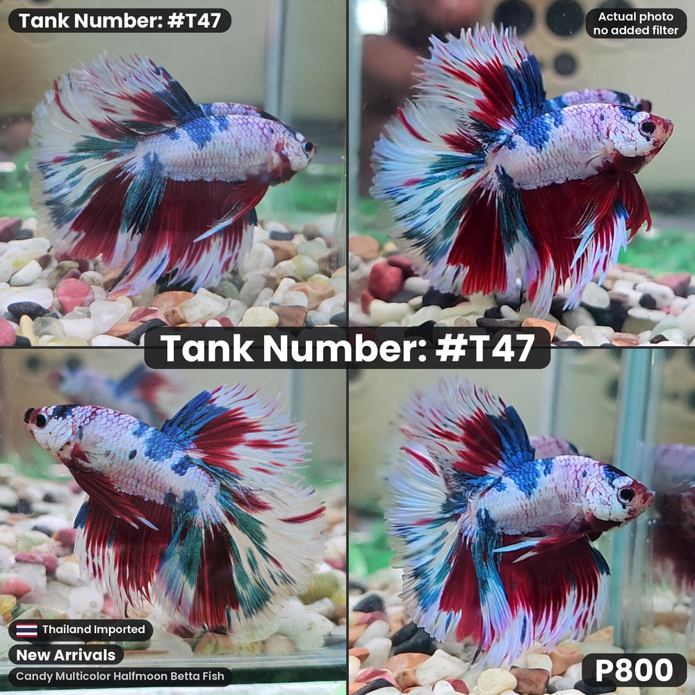 T47 Male Candy Multicolor Halfmoon Betta Fish