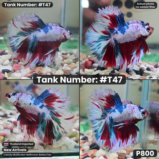 T47 - Male Candy Multicolor Halfmoon