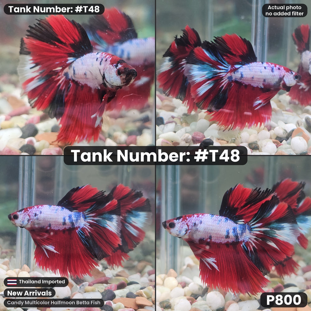 T48 Male Candy Multicolor Halfmoon Betta Fish