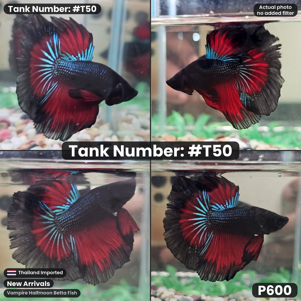 T50 Male Vampire Halfmoon Betta Fish