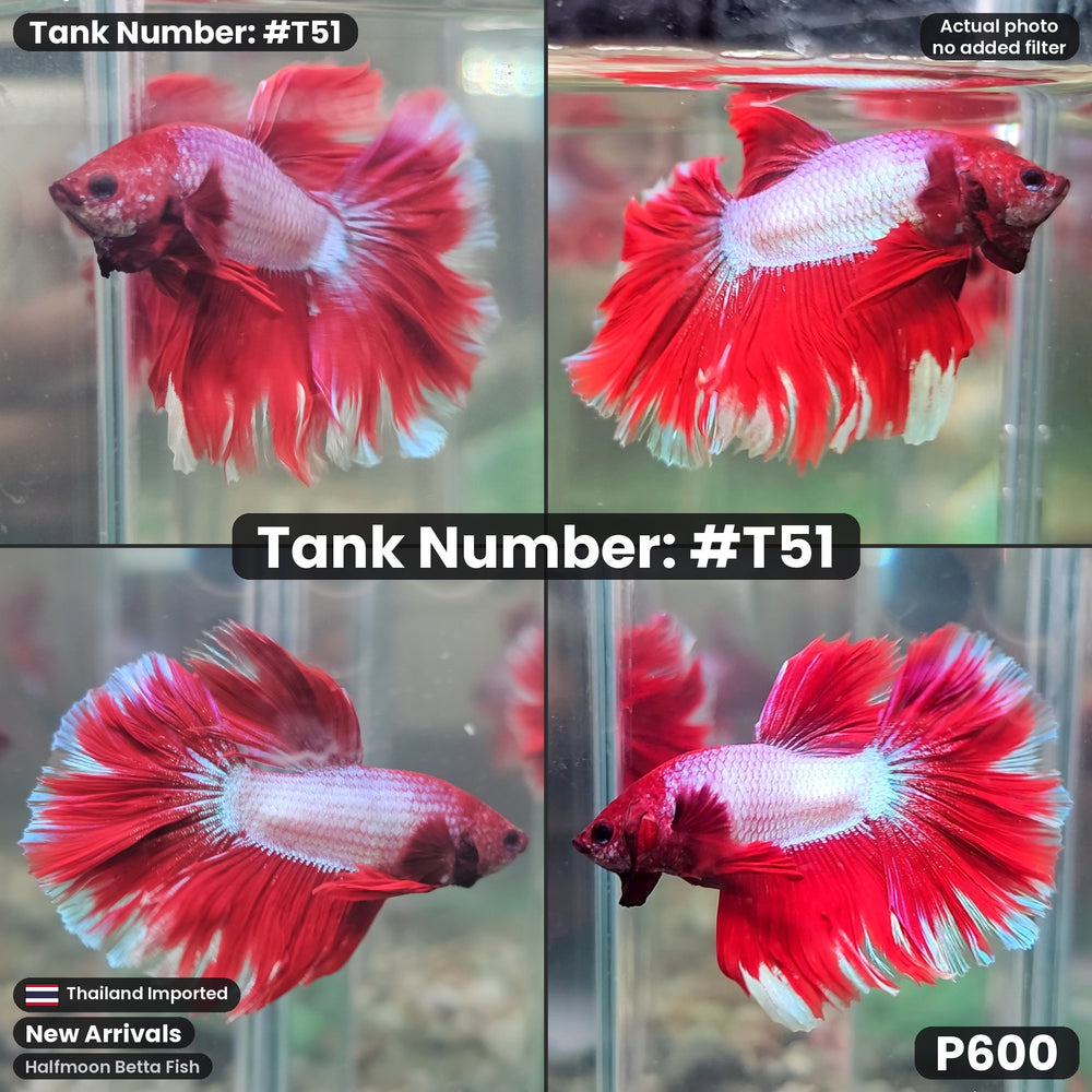 T51 Male Halfmoon Betta Fish