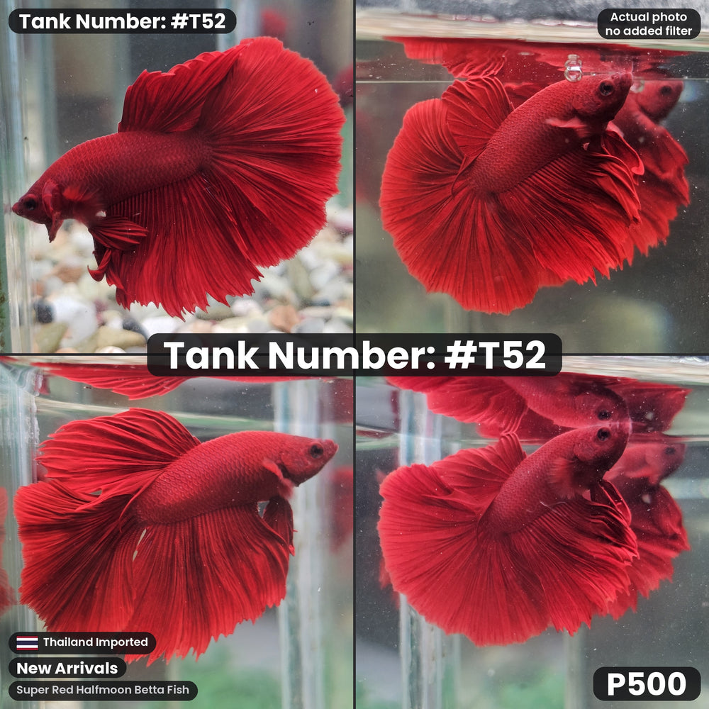 T52 Male Super Red Halfmoon Betta Fish
