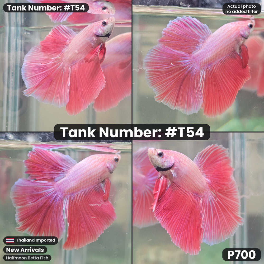 T54 Male Halfmoon Betta Fish