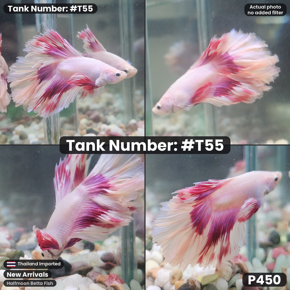T55 Male Halfmoon Betta