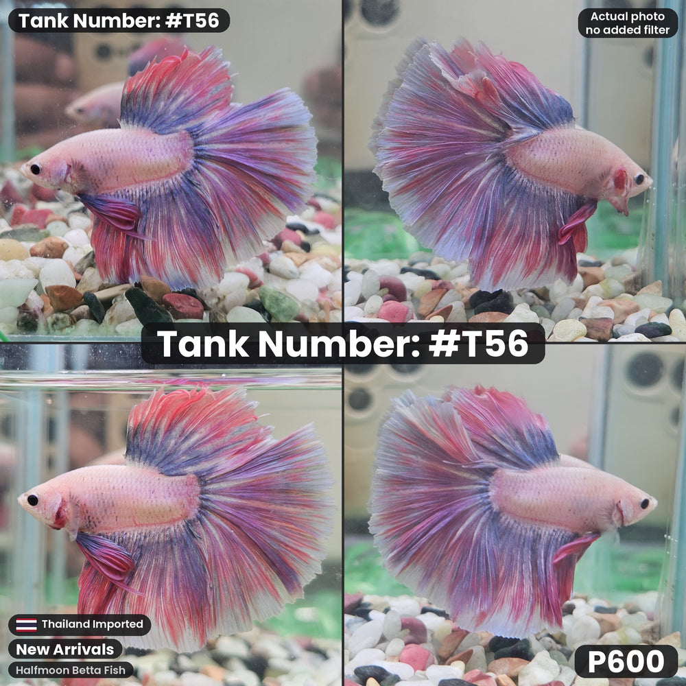 T56 Male Halfmoon Betta