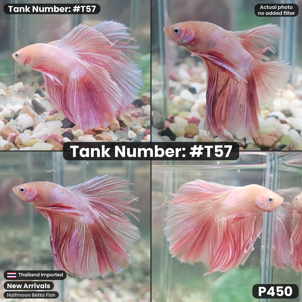 T57 Male Halfmoon Betta