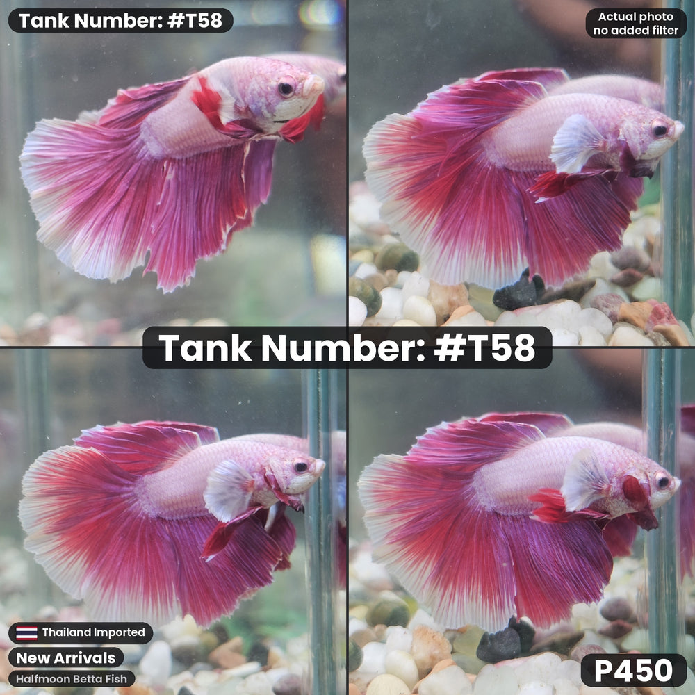 T58 Male Halfmoon Betta