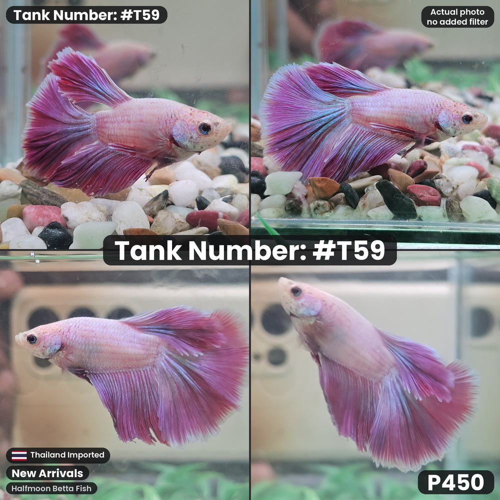 T59 Male Halfmoon Betta