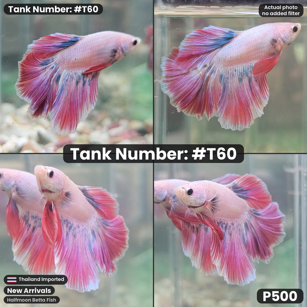 T60 Male Halfmoon Betta