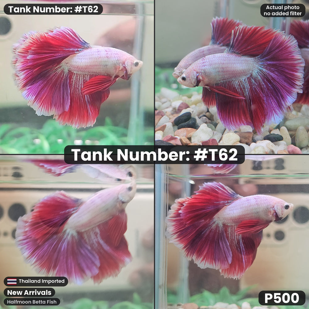 T62 Male Halfmoon Betta