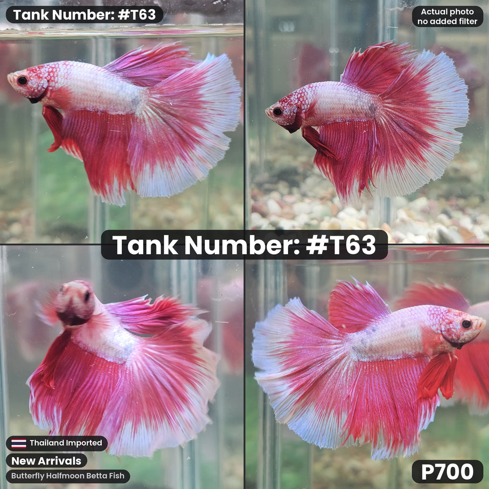 T63 Male Butterfly Halfmoon Betta