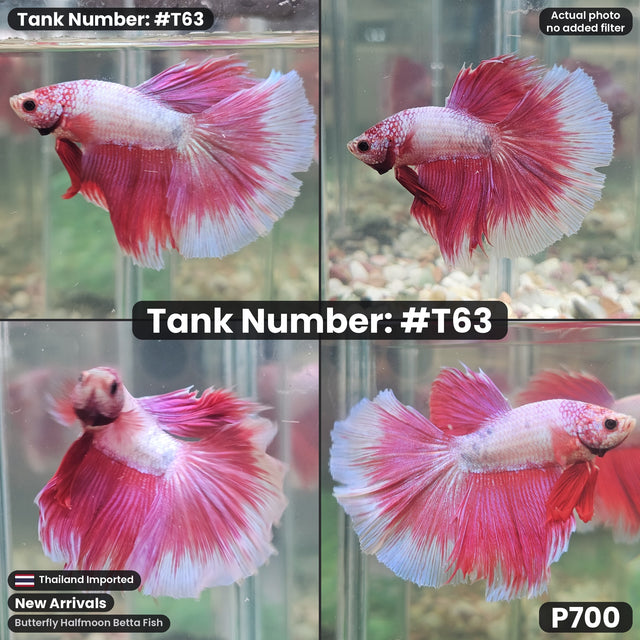 T63 - Male Butterfly Halfmoon