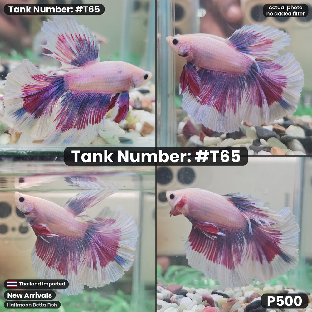 T65 Male Halfmoon Betta